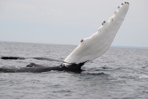 Bultrug walvis (Humpback whale) | Digby NS